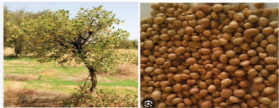 Image 10000000000003C600000179C19F31C5B73B0964.jpg